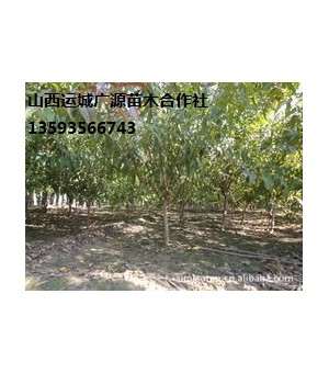 桃树出售、8-12公分桃树低价优惠供应